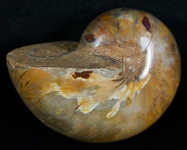 Iridescent Nautilus Fossil From Madagascar - #6036